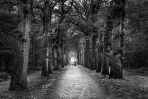 Grove with bikeway in Netherlands Grove with bikeway in Netherlands